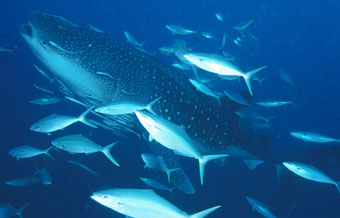 Whale Shark