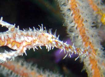 Ornate Pipe Fish