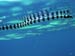 Banded Sea Snake