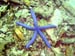 Blue Seastar