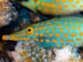 Coral Filefish