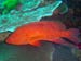Coral Grouper