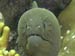 Giant Moray Eel