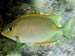 Gold Saddle Rabbitfish