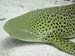 Leopard Shark
