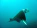 Manta Ray