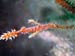 Ornate Ghost Pipefish
