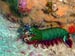 Peacock Mantis Shrimp