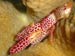 Red Spotted Coral Crab