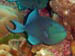 Red Tooth Triggerfish