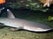 White Tip Reef Shark