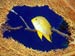 Yellow Fish