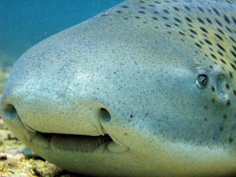 Koh Bon - leopard shark