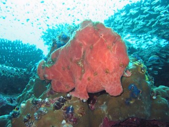 Koh Tachai Plateau frogfish