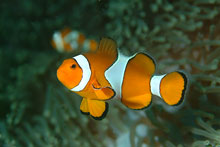 Anemone Fish