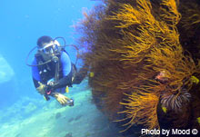 Discover Scuba Diving Course